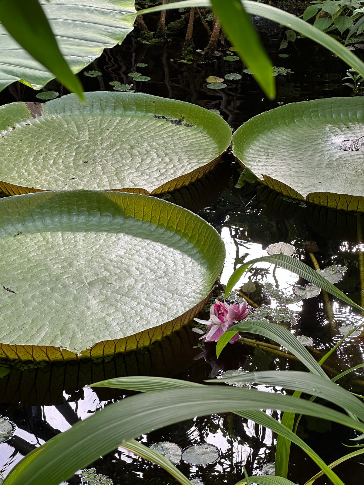 Gian lily pads from the tropical glass house at the De Hortis