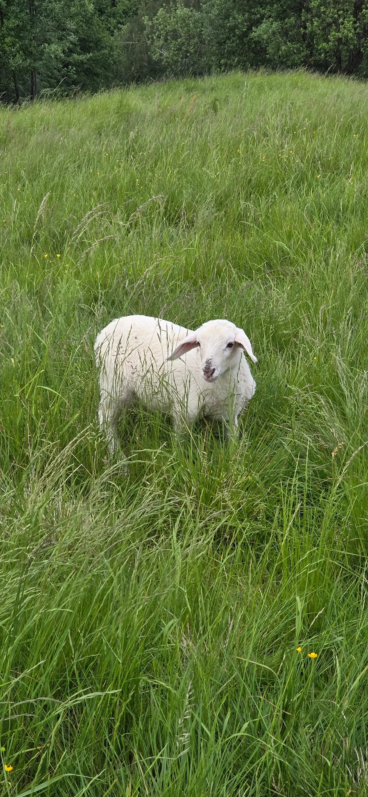 Lamb in Soca Valley