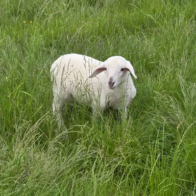 Lamb in Soca Valley