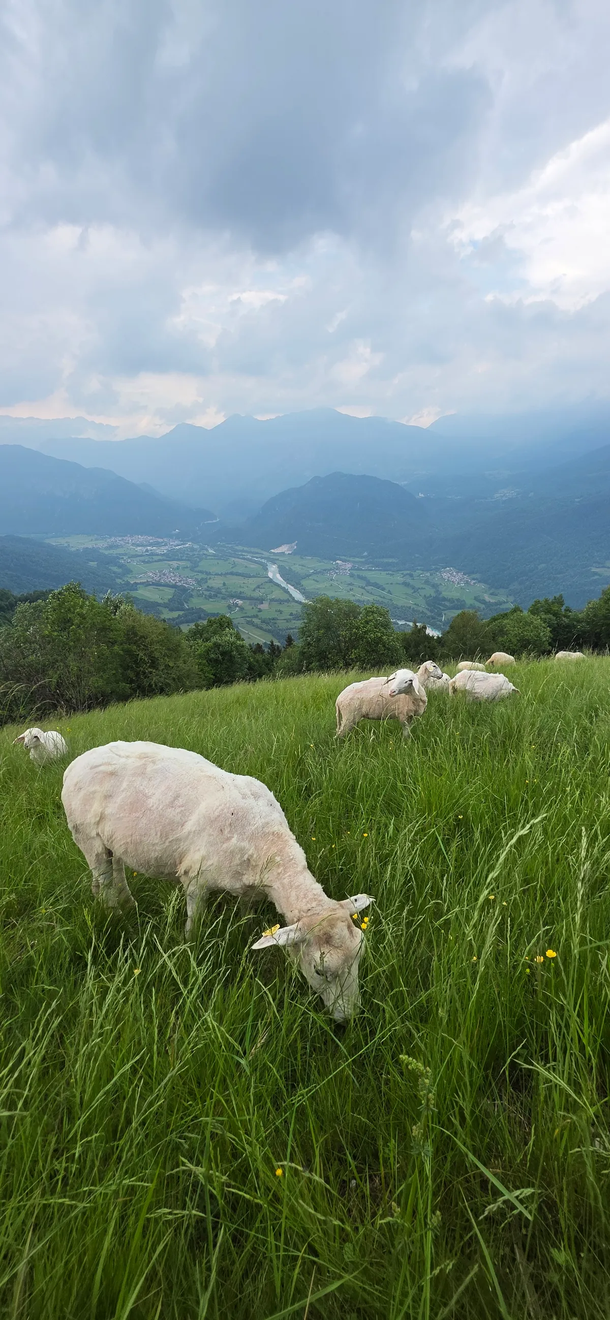 Sheep in Soca vallye