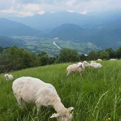 Sheep in Soca vallye
